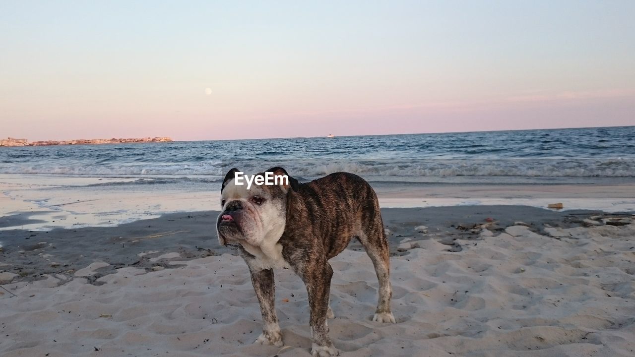 DOG STANDING ON SAND AT BEACH AGAINST SKY