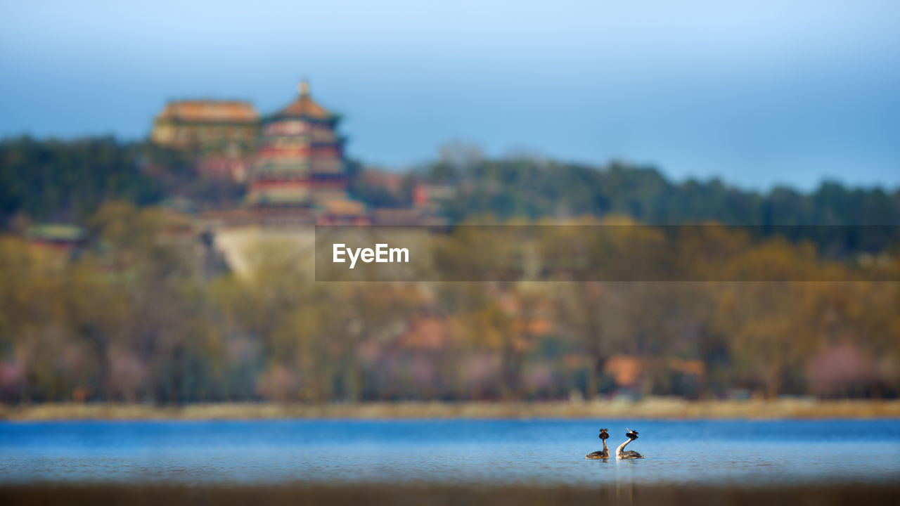 Great crested grebe on lake against summer palace