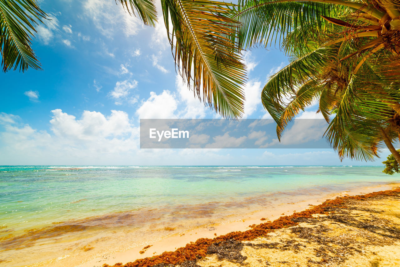 VIEW OF PALM TREES ON BEACH