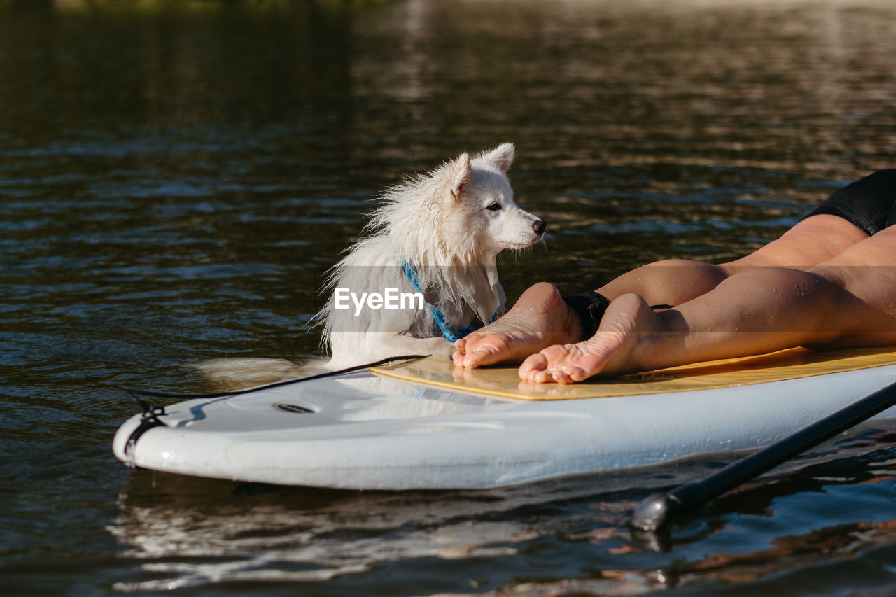 Dog breed japanese spitz swimming in lake water and trying to get on the sup board with human on it