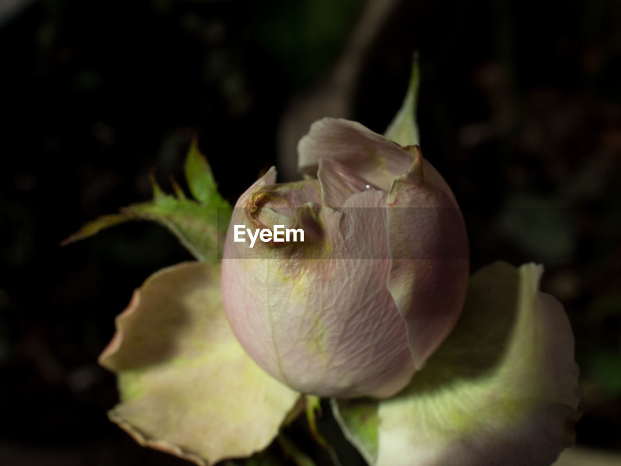 CLOSE-UP OF FLOWER PLANT