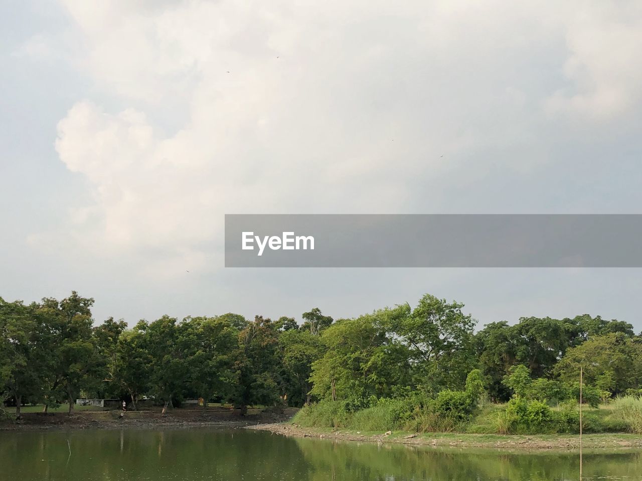 SCENIC VIEW OF TREES AGAINST SKY