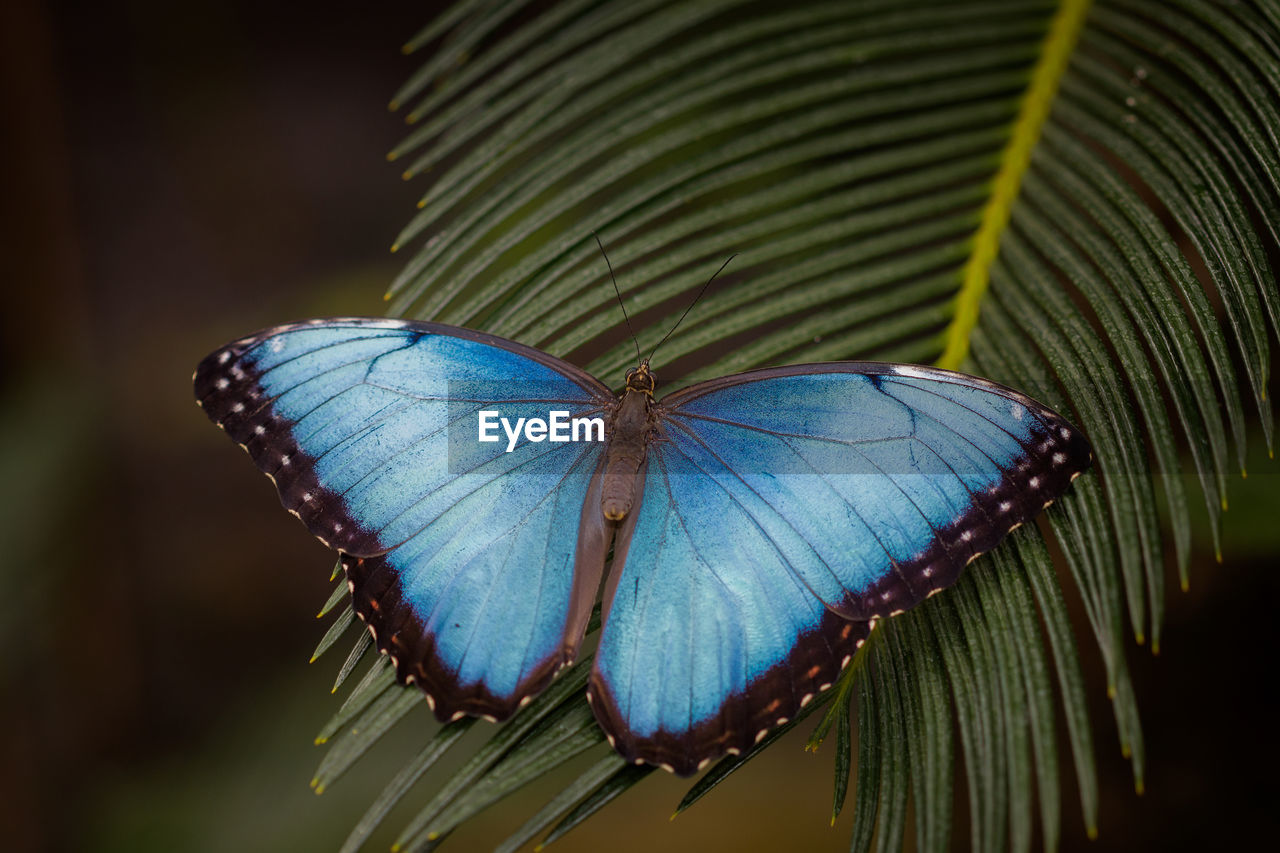 CLOSE-UP OF BUTTERFLY ON FLOWERS