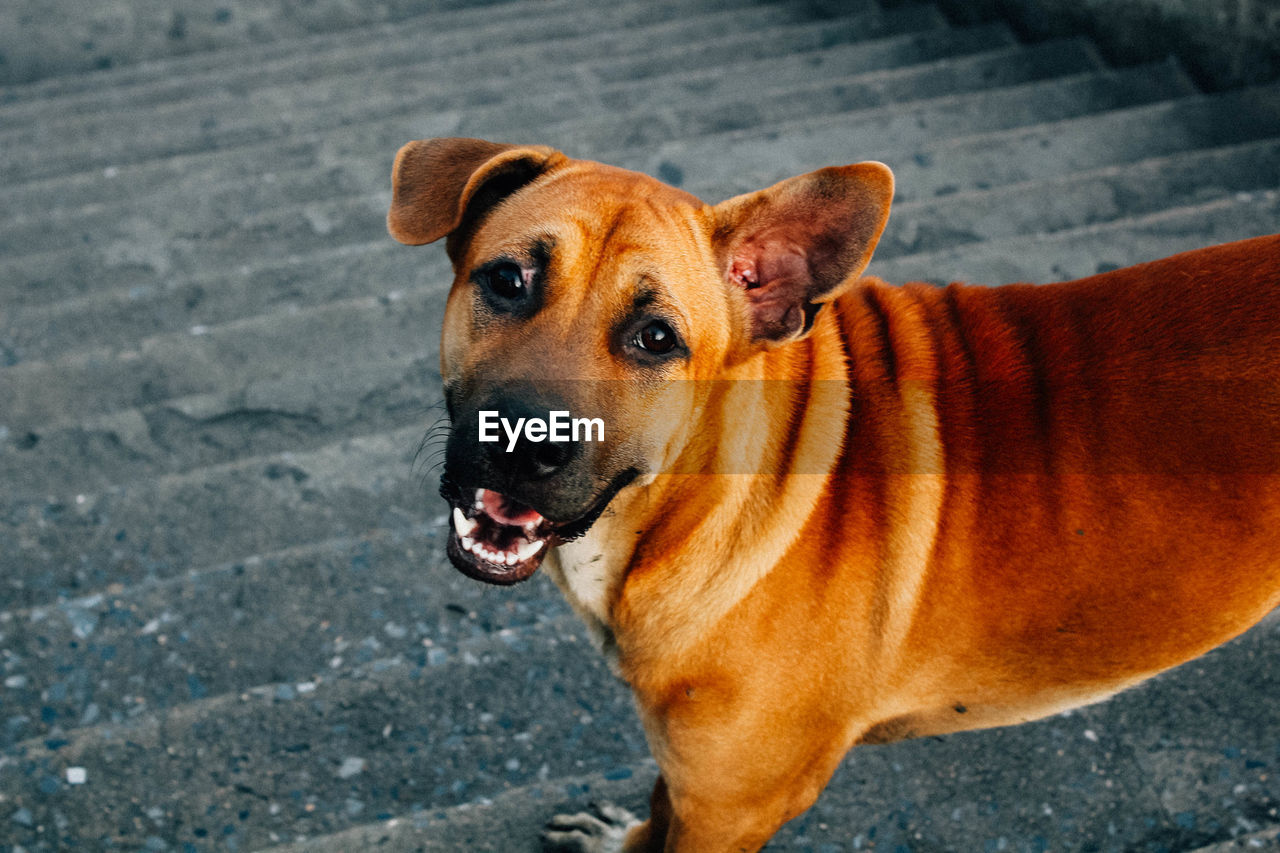 Close-up portrait of dog