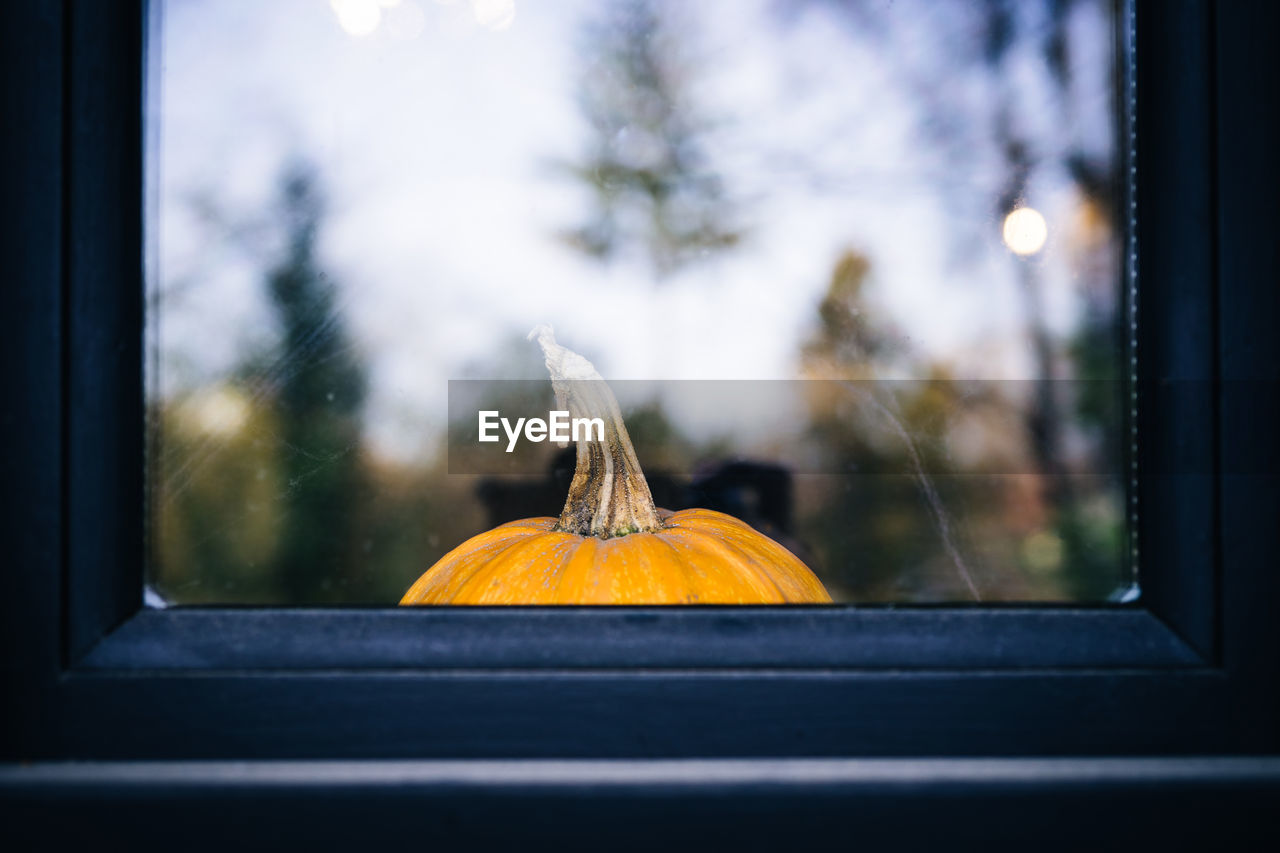 Close-up of pumpkin on glass window