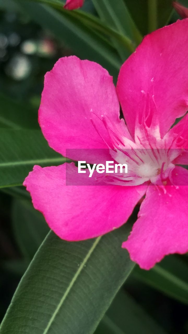 CLOSE-UP OF PINK FLOWER