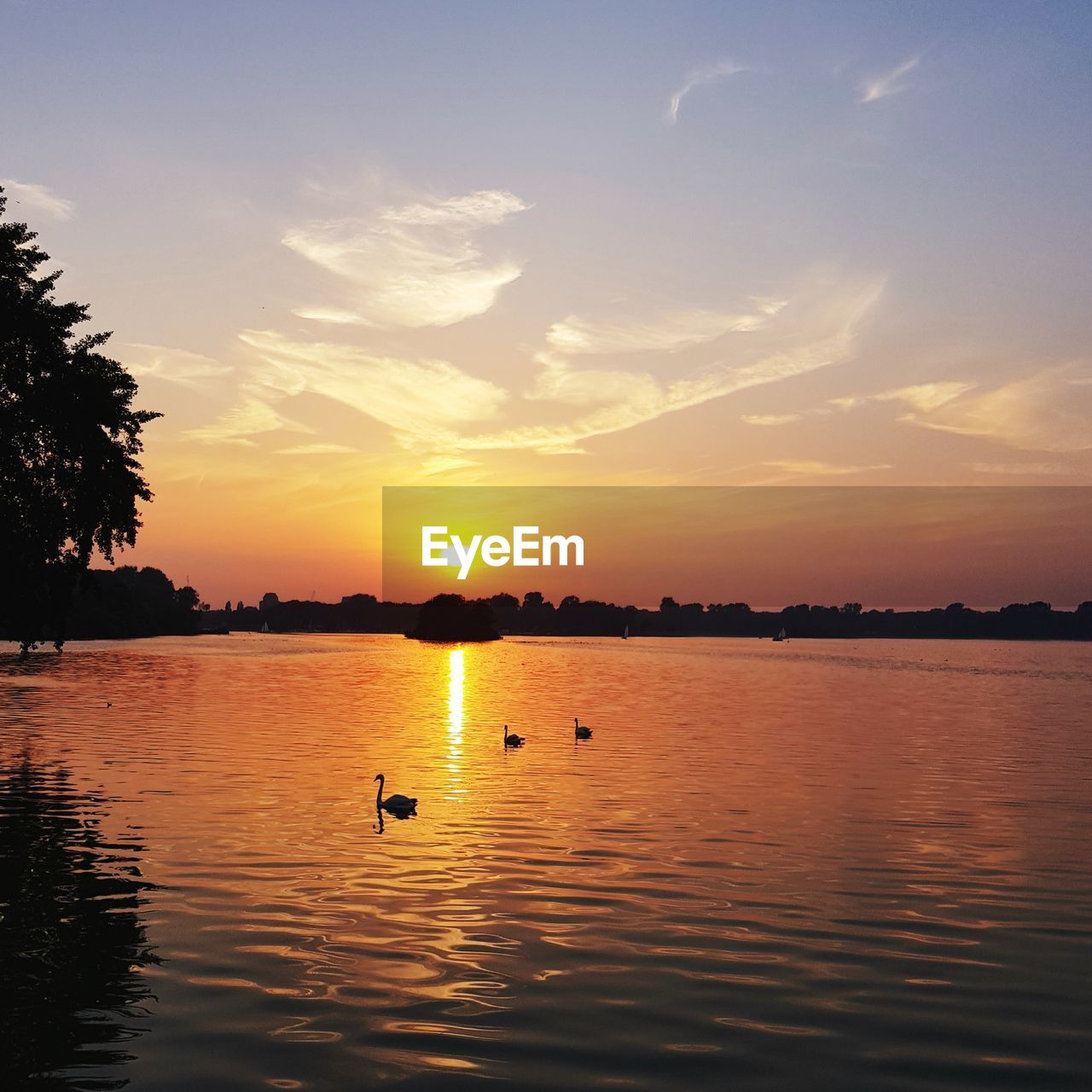 DUCKS SWIMMING IN LAKE DURING SUNSET