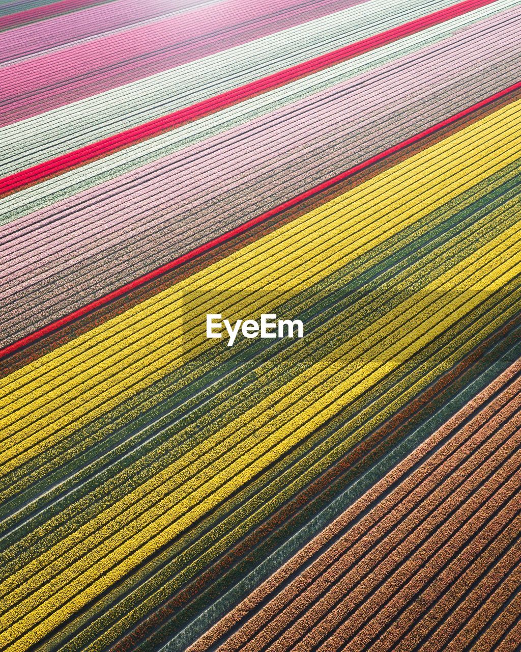 Full frame shot of agricultural field