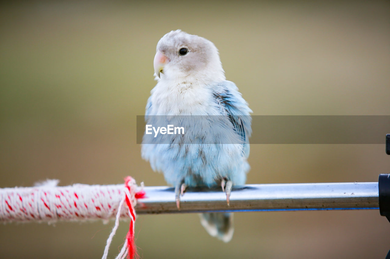 Close-up of bird perching on railing