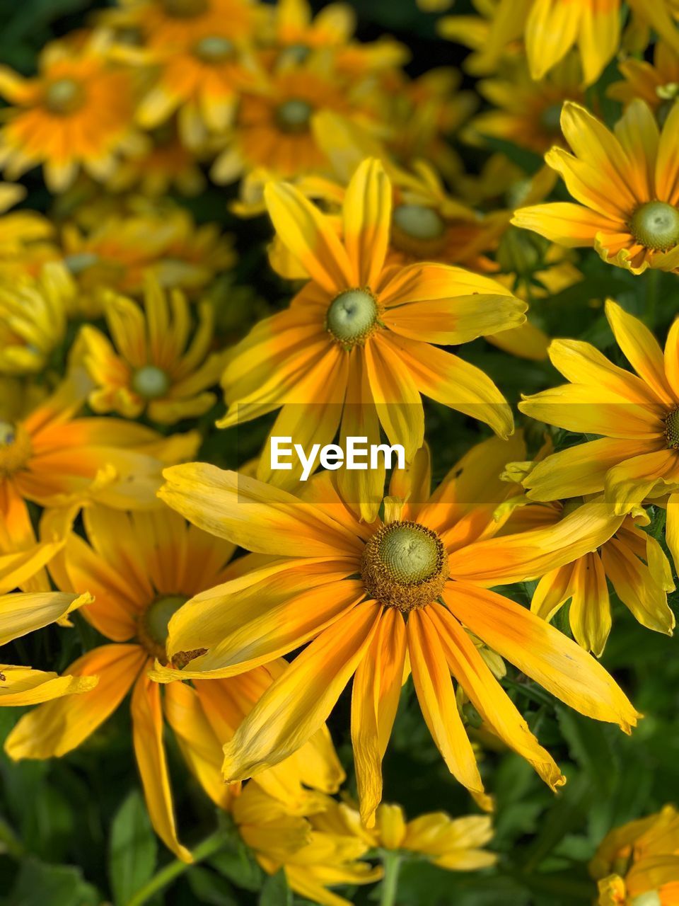 Close-up of yellow flowering plant