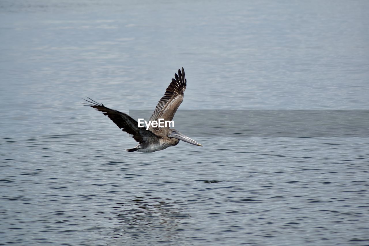 Pelican flying over sea