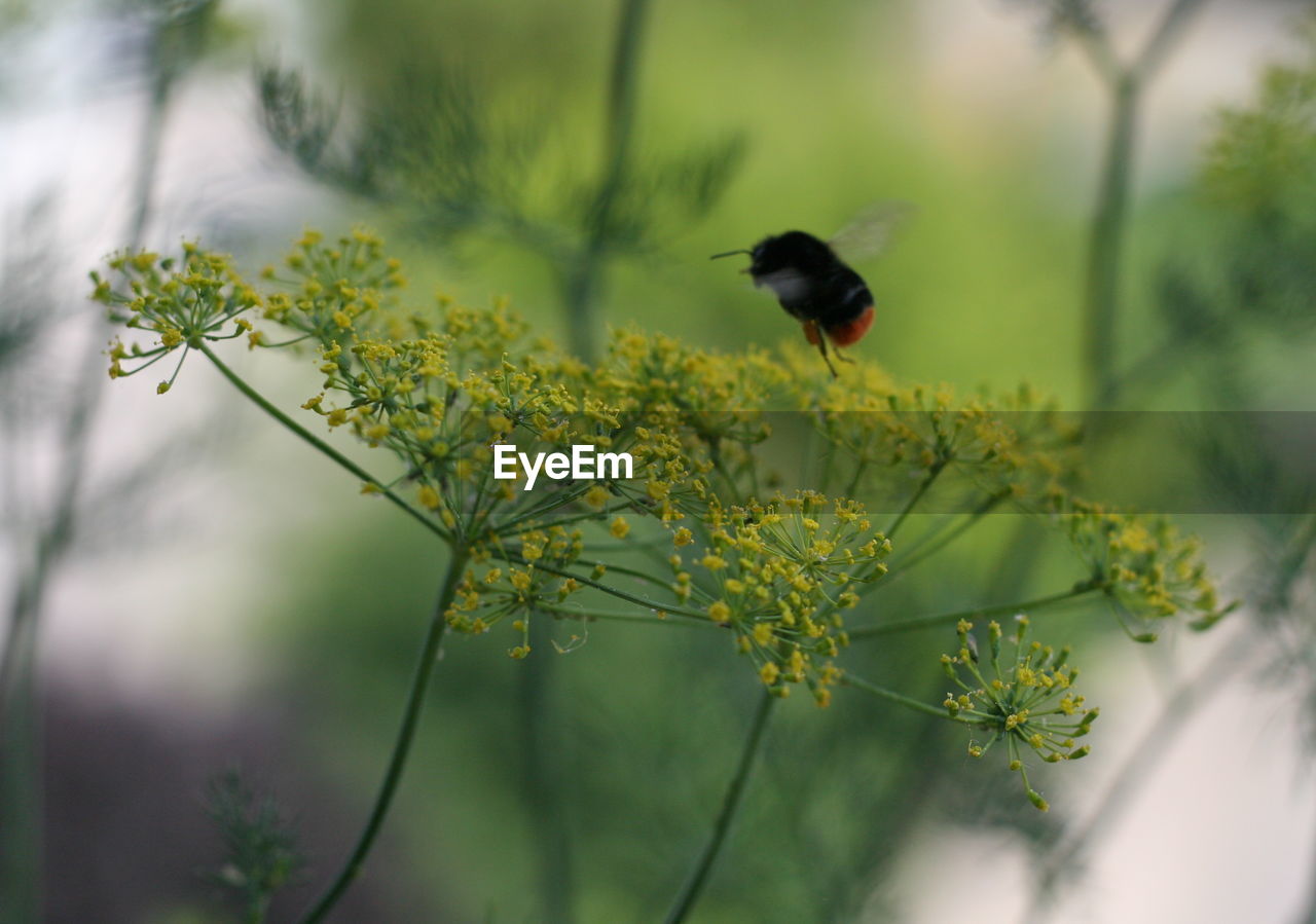 CLOSE-UP OF A BIRD PERCHING ON PLANT