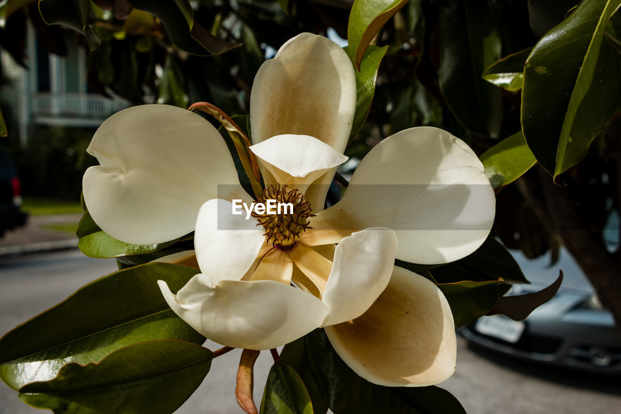 CLOSE-UP OF WHITE FLOWER