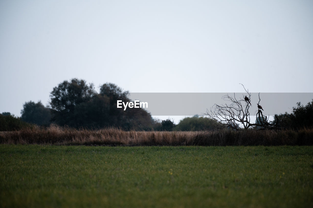 plant, nature, sky, landscape, tree, grass, field, morning, environment, land, horizon, rural scene, rural area, agriculture, hill, no people, tranquility, green, scenics - nature, prairie, beauty in nature, sunlight, tranquil scene, growth, meadow, outdoors, plain, crop, grassland, clear sky, cloud, copy space, day, farm, food, natural environment, food and drink