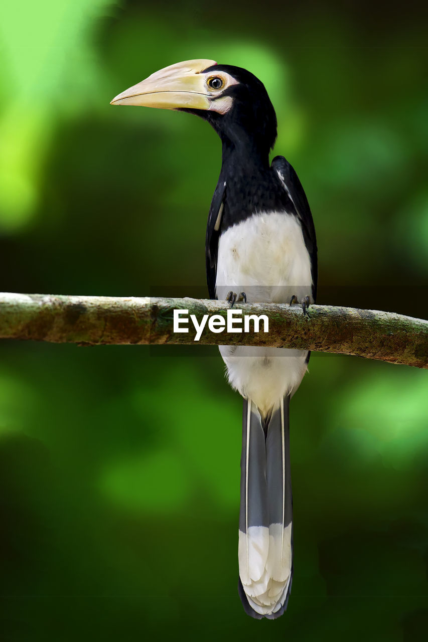 BIRD PERCHING ON A BRANCH