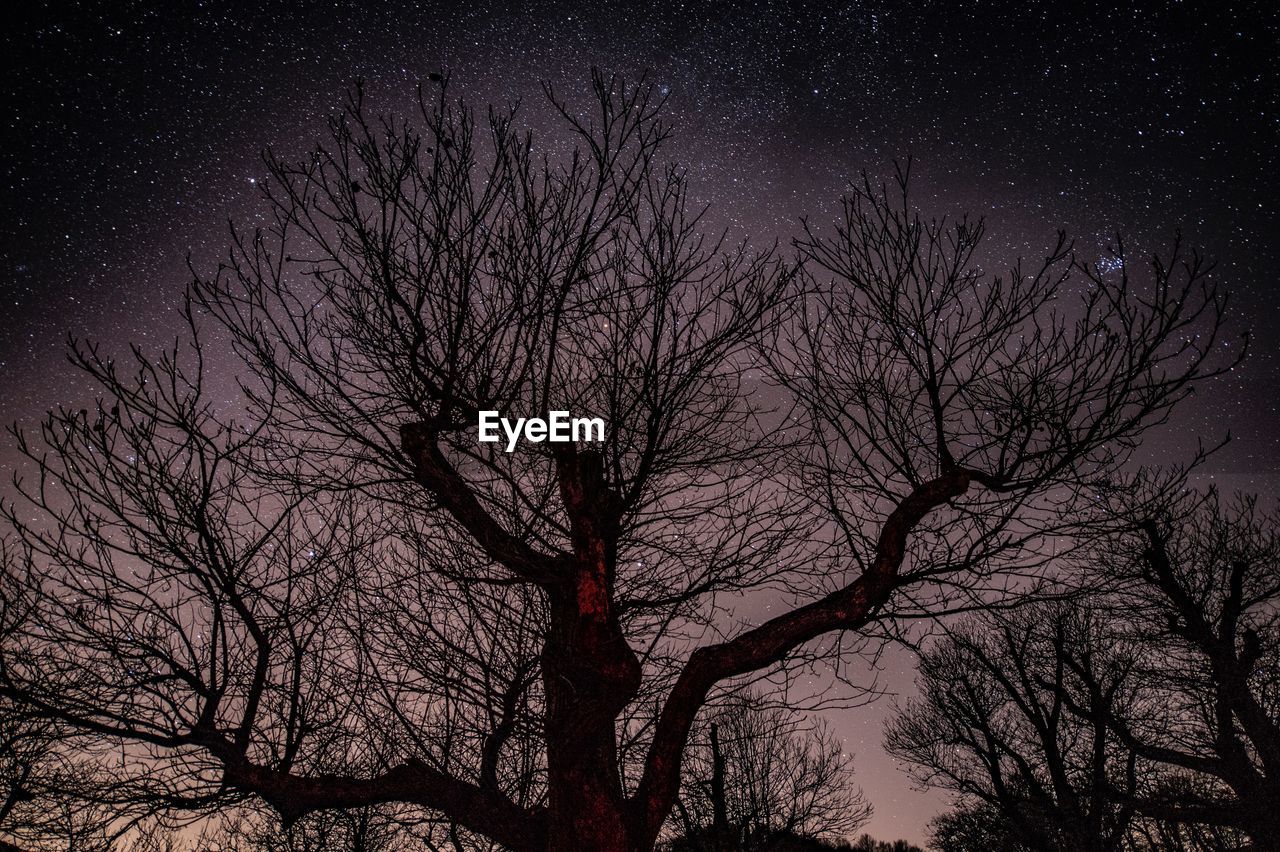 LOW ANGLE VIEW OF SILHOUETTE BARE TREE AGAINST SKY