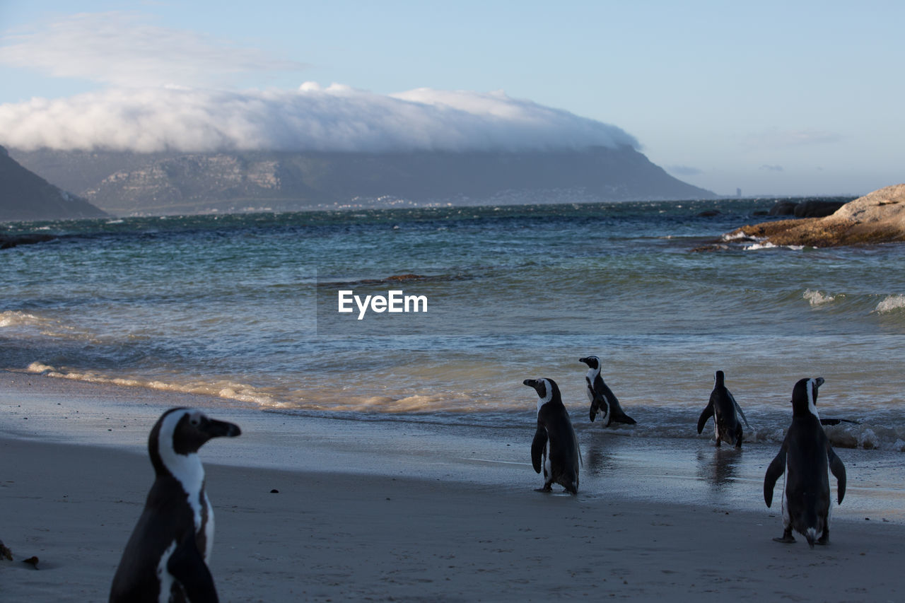 Penguins on shore at beach