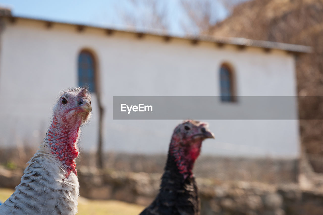 CLOSE-UP OF A BIRD AGAINST HOUSE