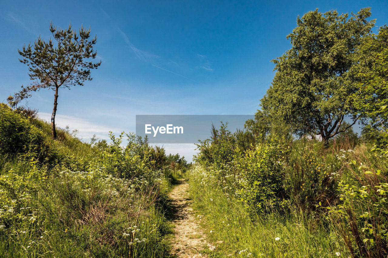 SCENIC VIEW OF TREES GROWING ON FIELD AGAINST SKY