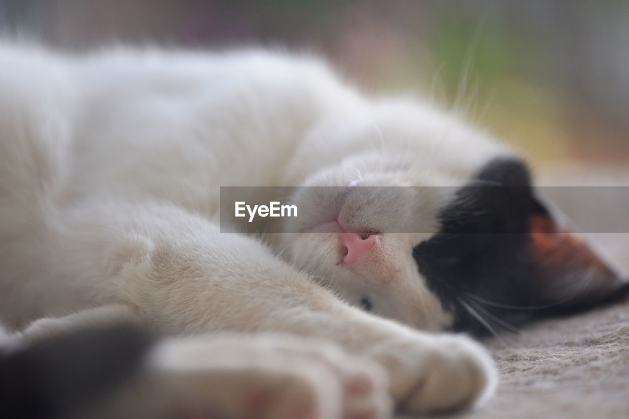 Close-up of cat sleeping