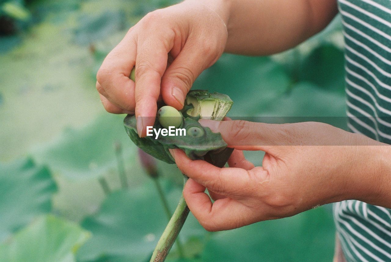 Midsection of man holding plant pod