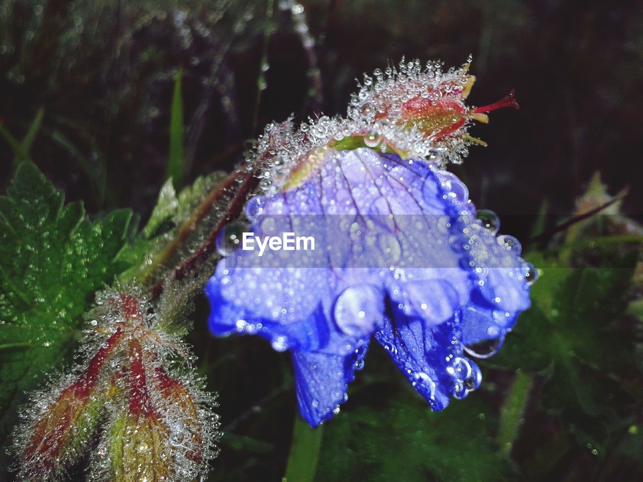 Close-up of wet purple flowering plant