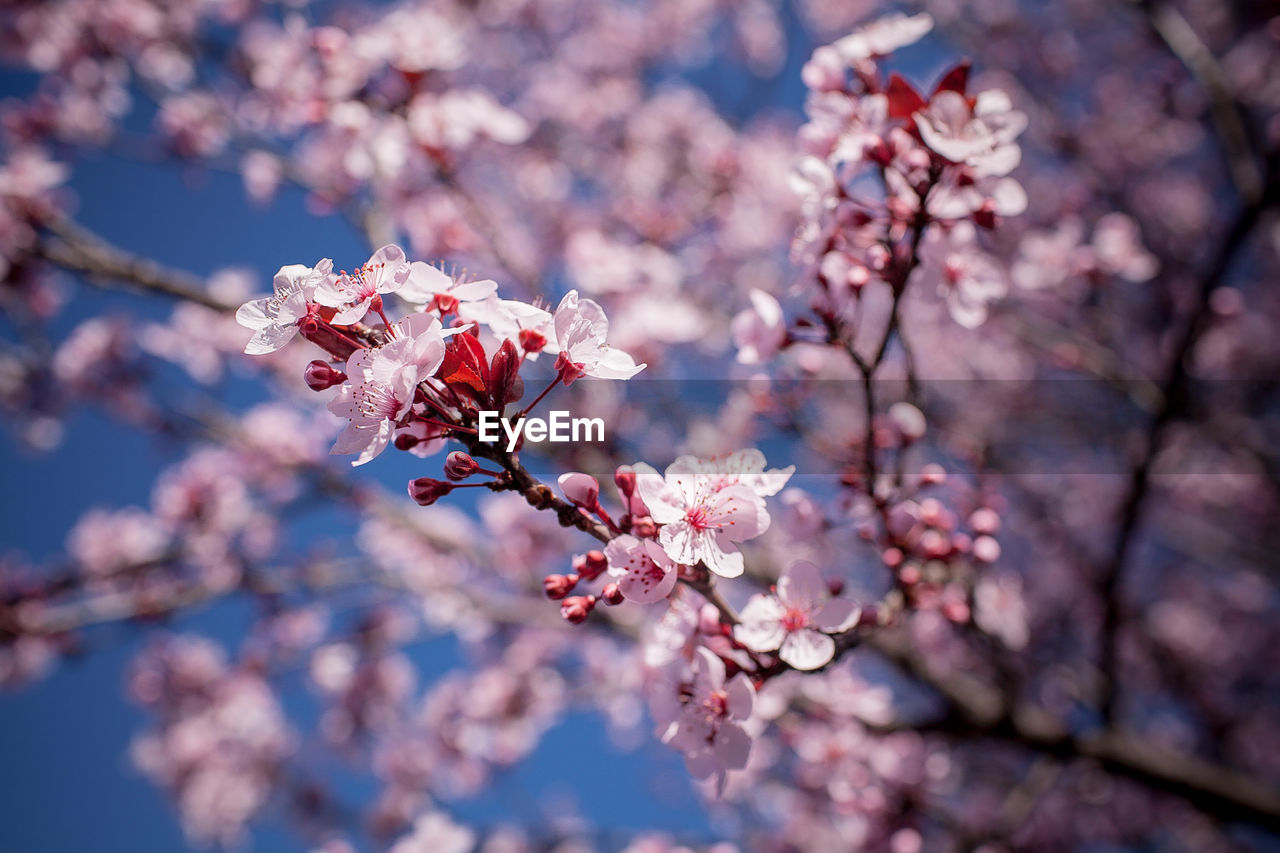 Low angle view of cherry blossoms in spring