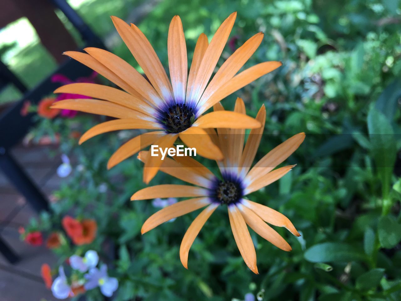 High angle view of osteospermums blooming in field