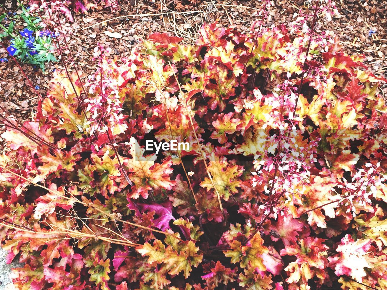 FULL FRAME SHOT OF PINK FLOWERS