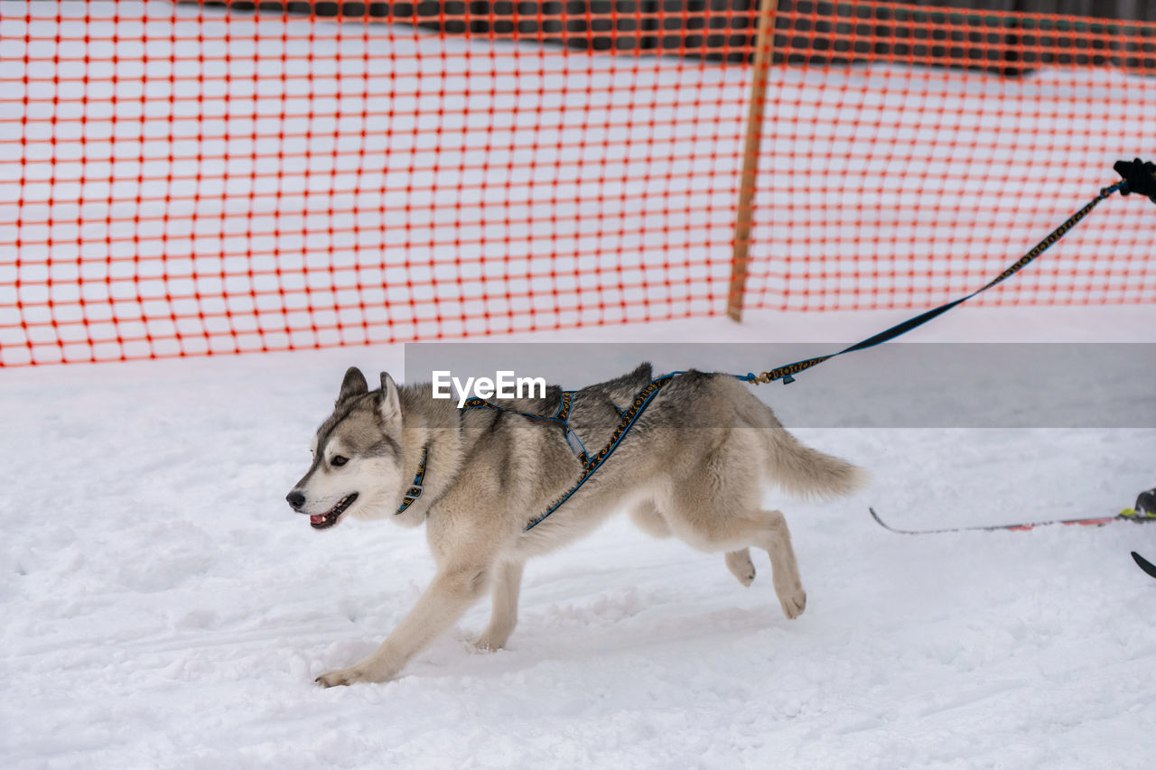 DOG ON SNOW COVERED LANDSCAPE DURING WINTER