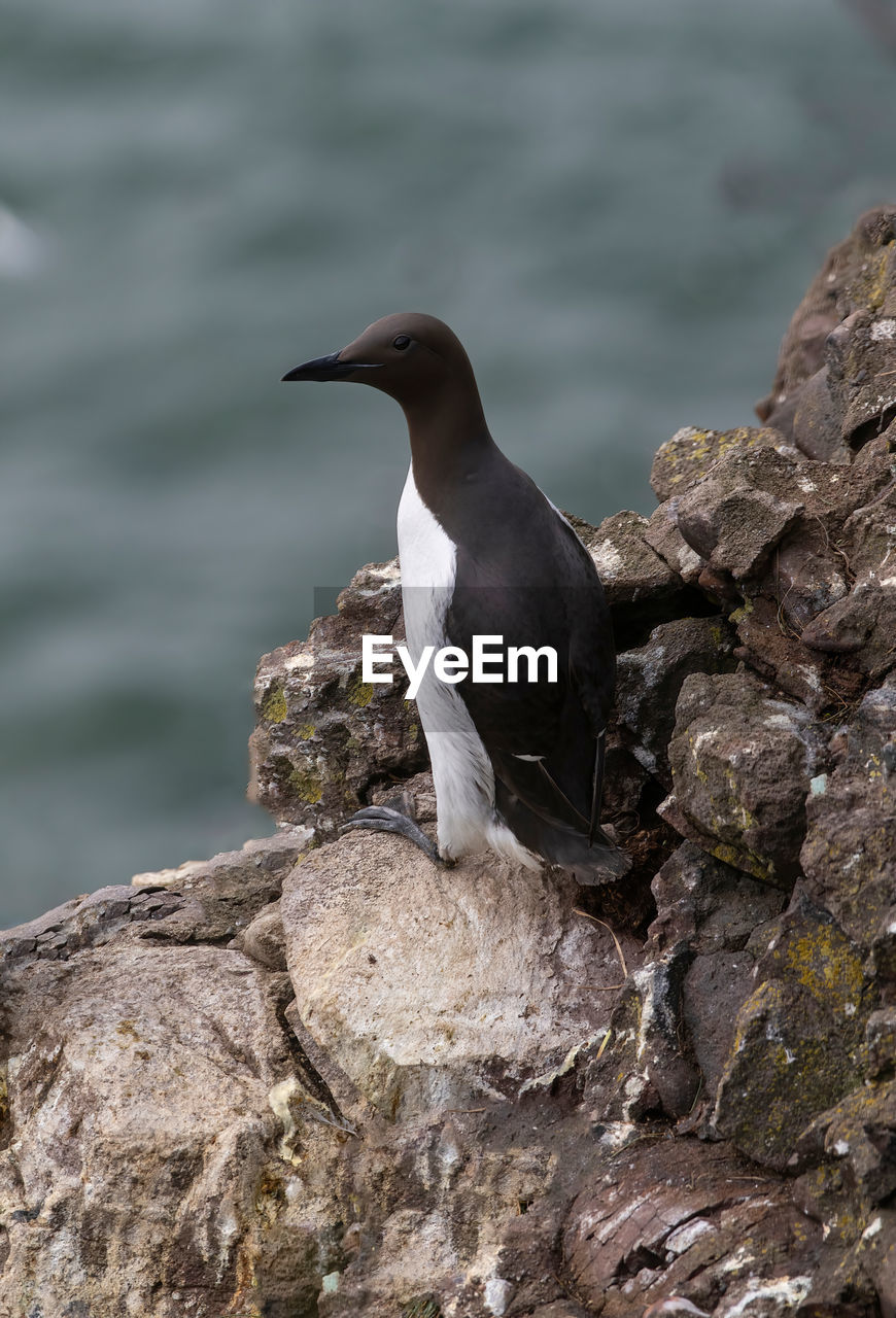 close-up of bird