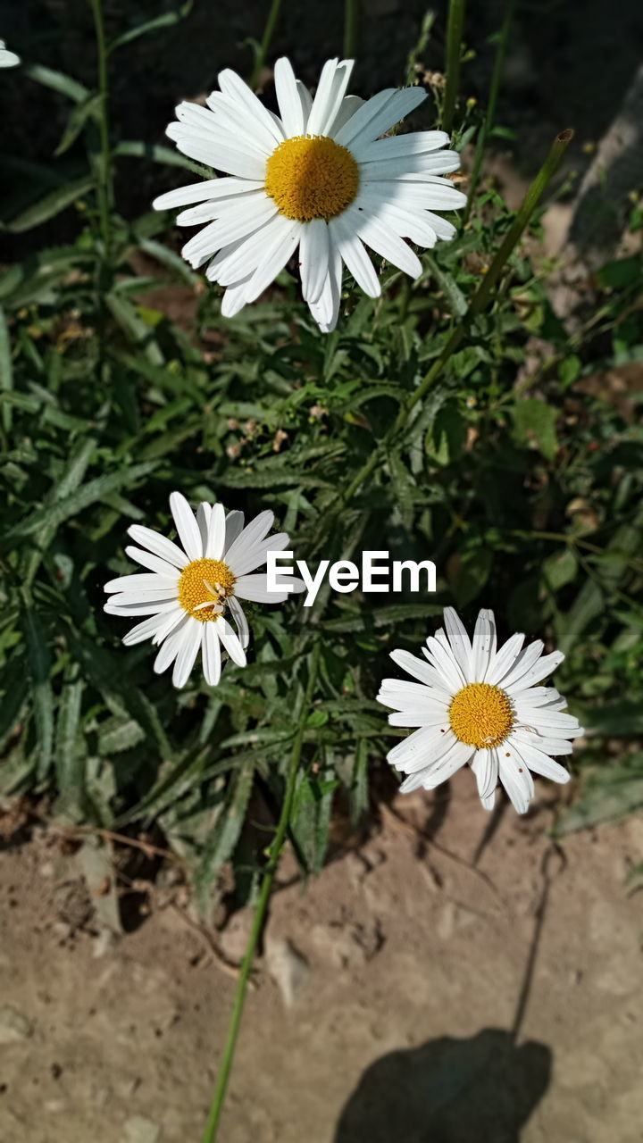 CLOSE-UP OF WHITE DAISY FLOWER ON FIELD