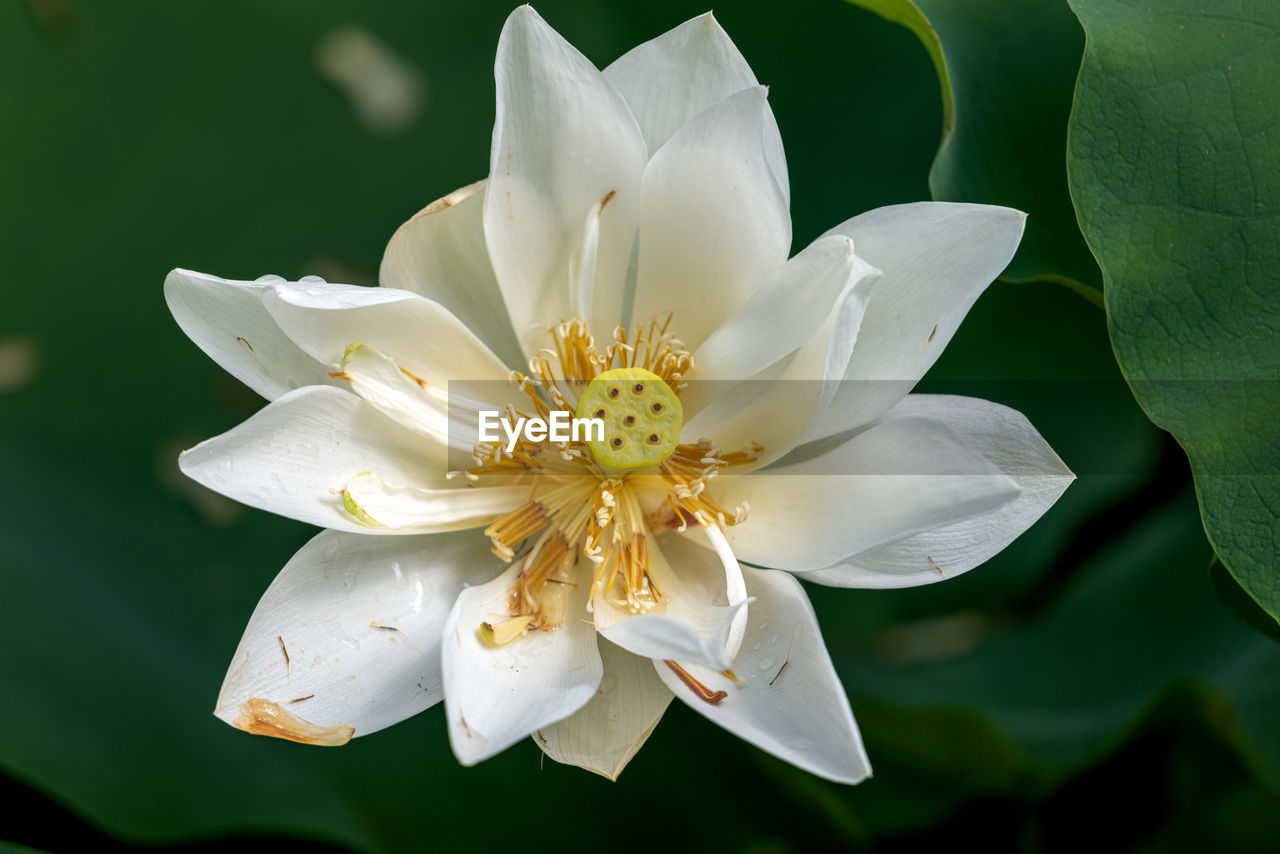 flower, flowering plant, plant, beauty in nature, freshness, petal, flower head, close-up, fragility, inflorescence, macro photography, nature, pollen, blossom, white, growth, leaf, no people, plant part, botany, springtime, water, outdoors, stamen, lily, water lily, macro, focus on foreground, yellow