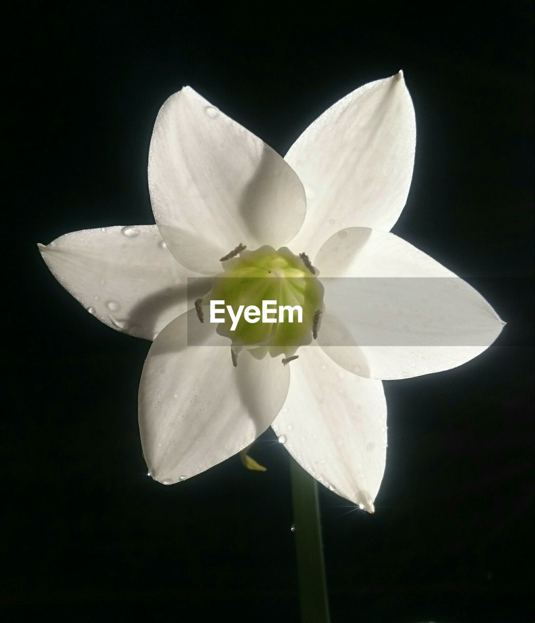 CLOSE-UP OF MAGNOLIA BLOOMING AGAINST BLACK BACKGROUND