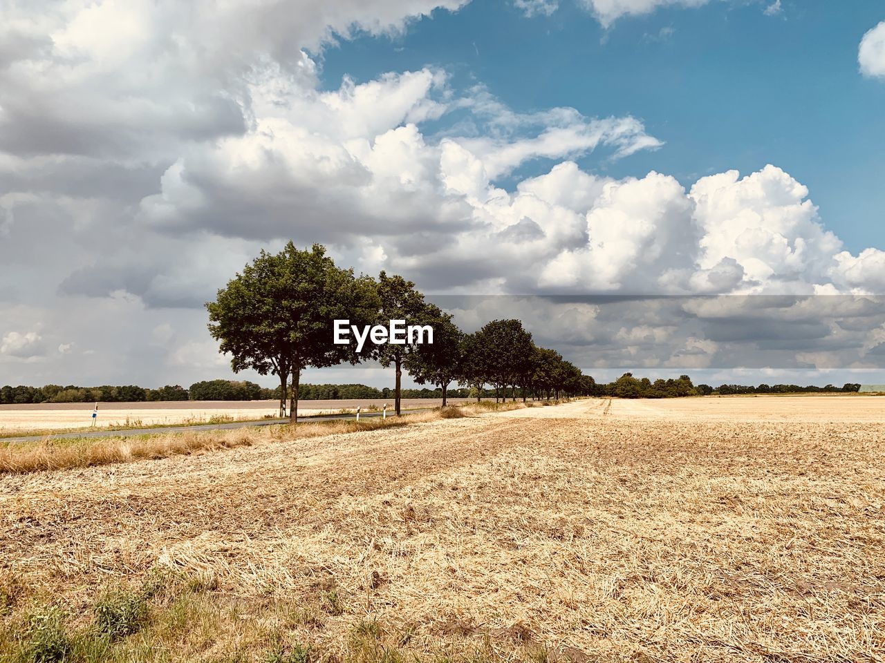 Trees on field against sky