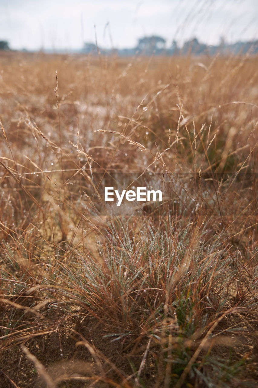 grass, plant, prairie, nature, land, environment, natural environment, landscape, field, soil, no people, tranquility, day, growth, sky, beauty in nature, grassland, steppe, outdoors, dry, wetland, focus on foreground, rural area, scenics - nature, agriculture, rural scene, tranquil scene, non-urban scene, close-up, frost, tree, brown, autumn, selective focus
