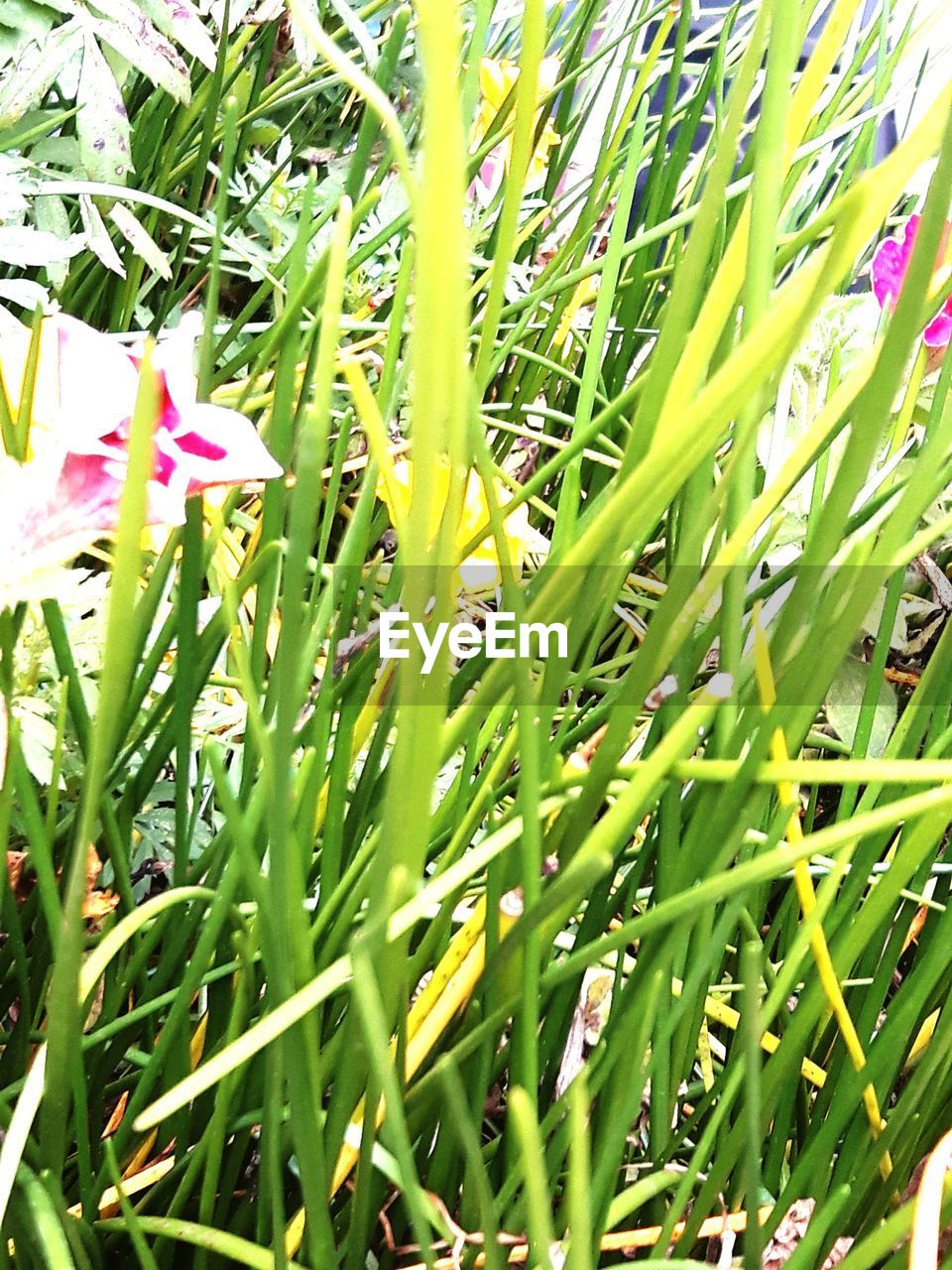 CLOSE-UP OF FLOWERS BLOOMING IN FIELD