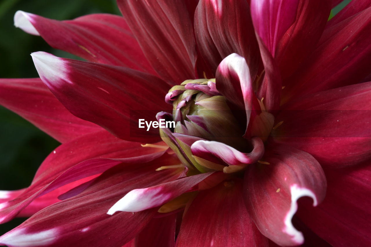 Close-up of pink flower