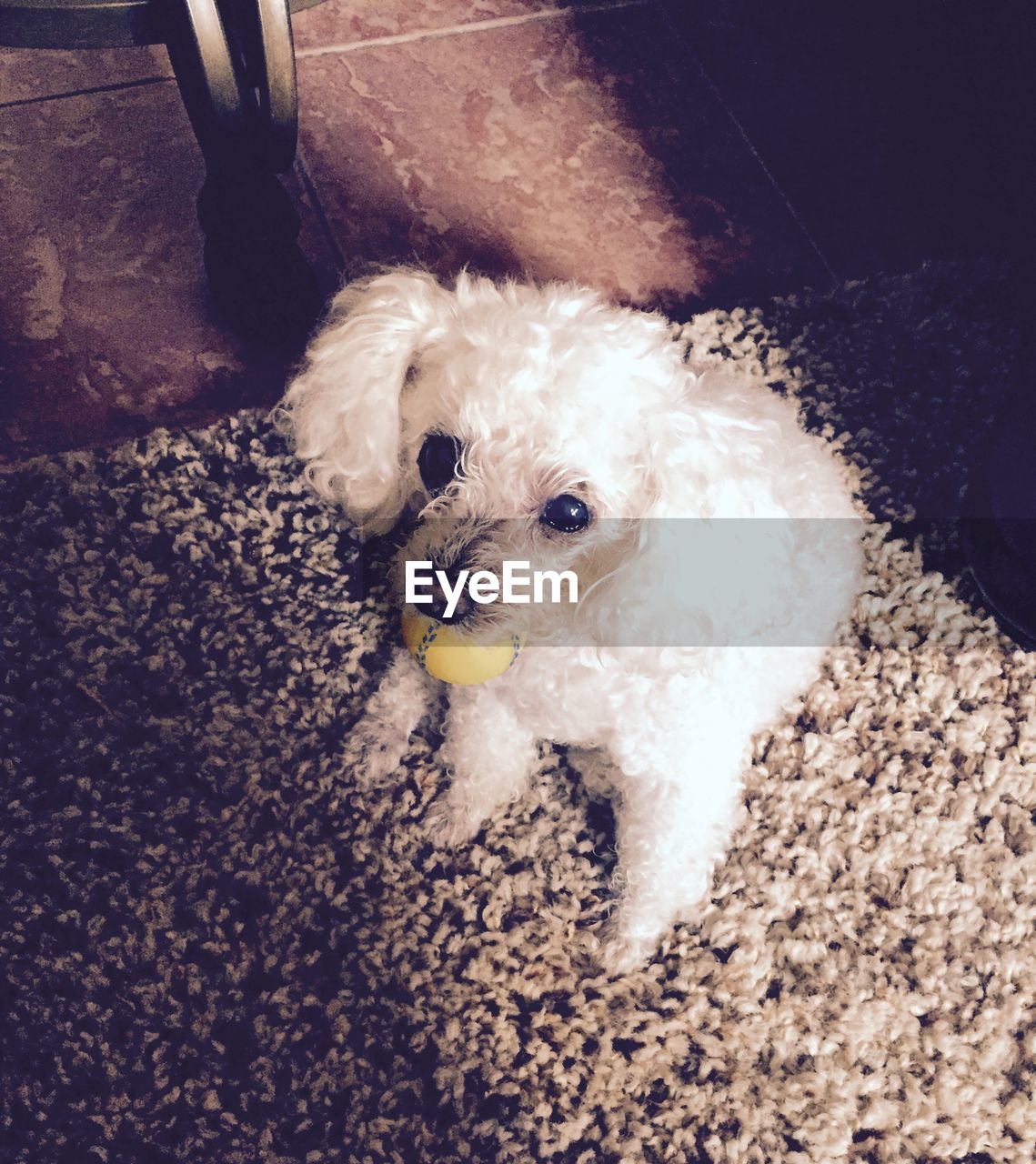 Portrait of poodle carrying ball