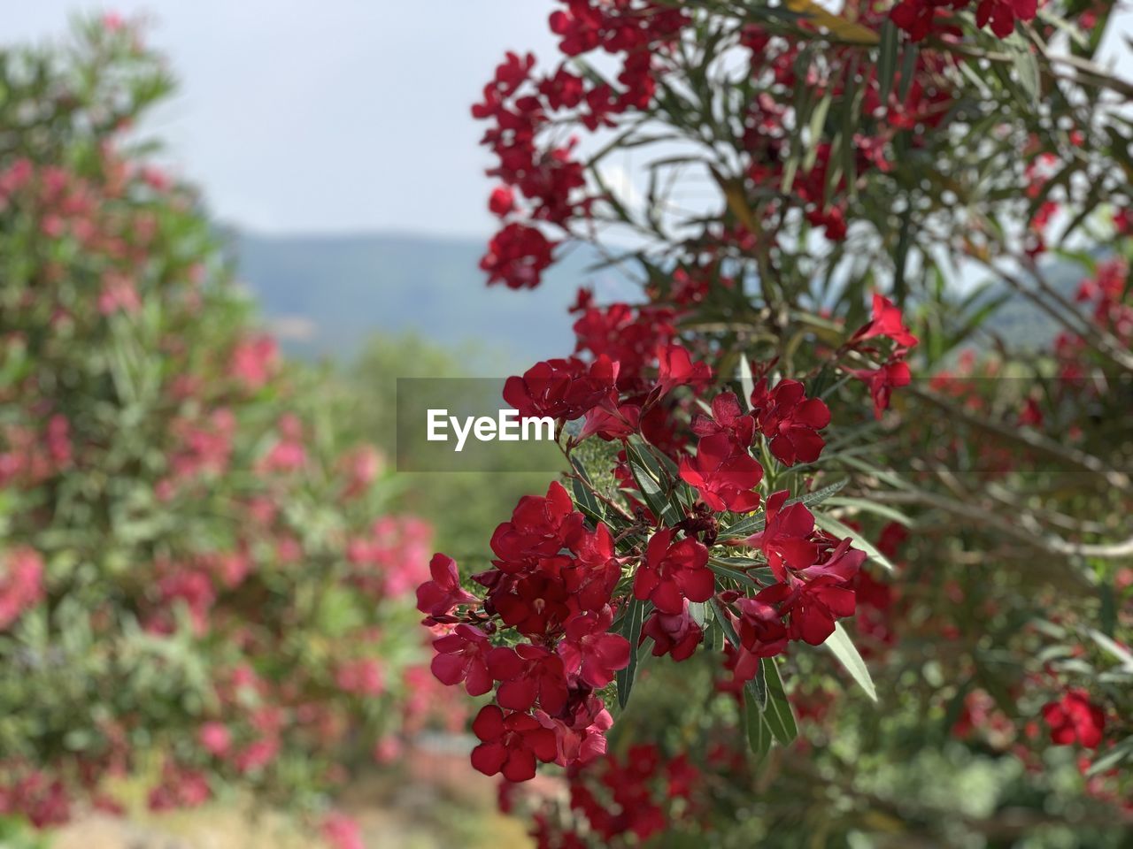 Close-up of red flowering plant