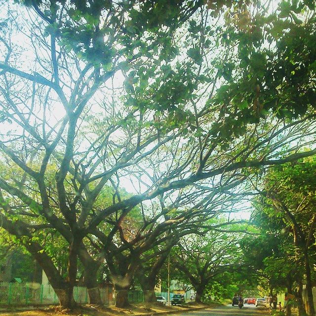 VIEW OF TREES