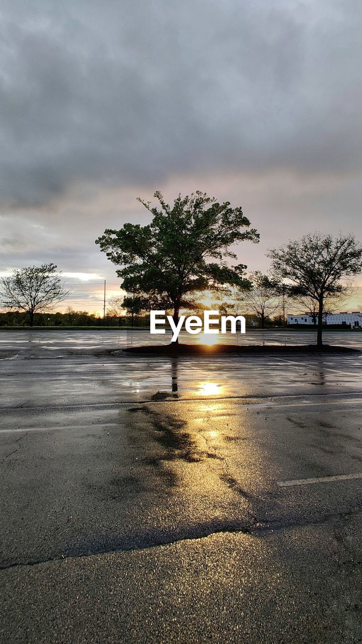 TREES BY WET ROAD DURING SUNSET