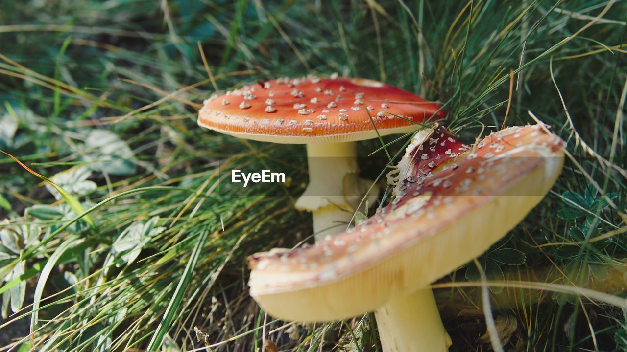 Close-up of fly agaric mushrooms on field