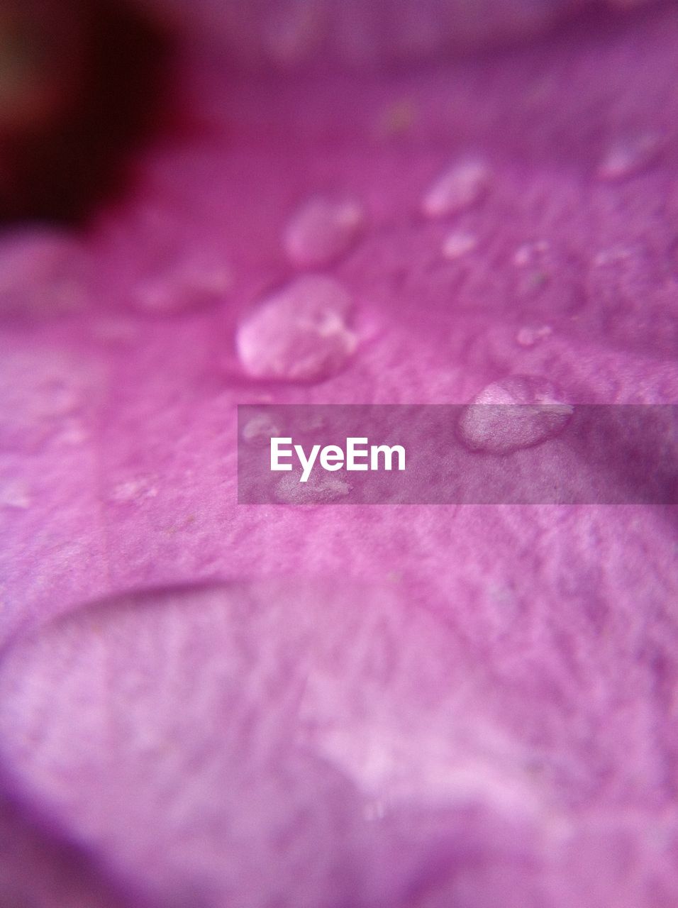 MACRO SHOT OF PINK FLOWER HEAD