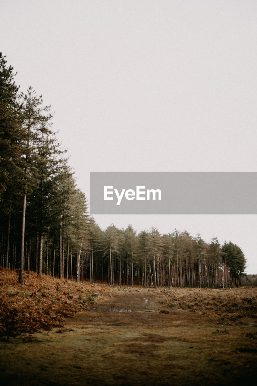 New forest national park forest in winter