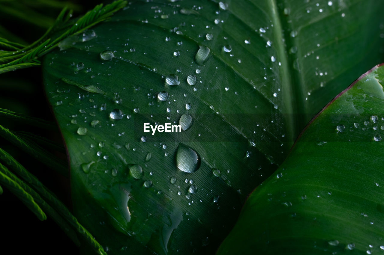 Water drops on banana leaf 