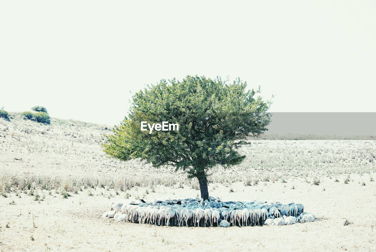 Herd of sheep under the tree on field against clear sky