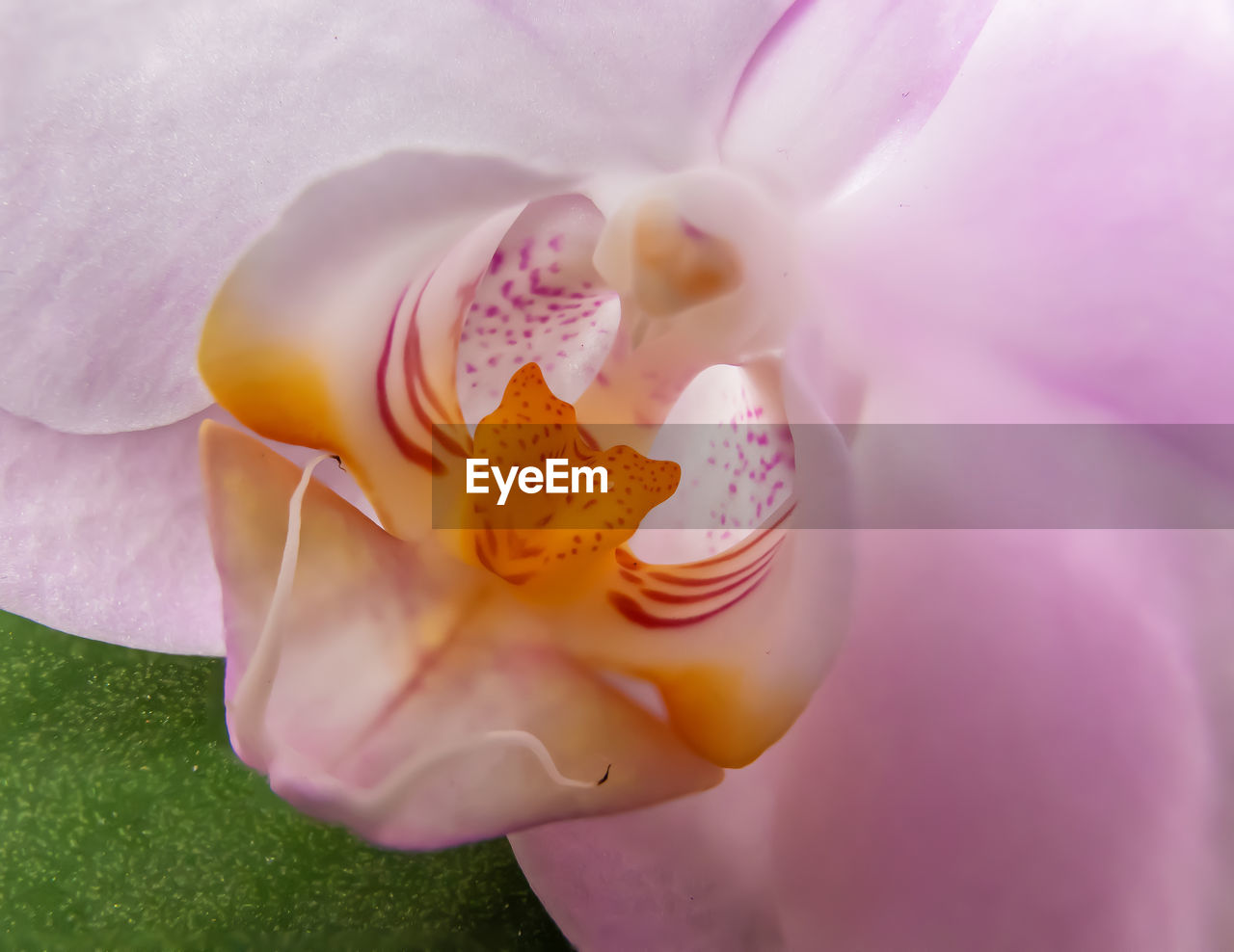 Close-up of pink rose