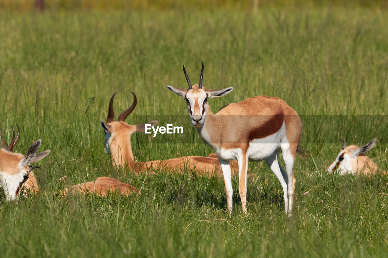 Springbok in the green grass