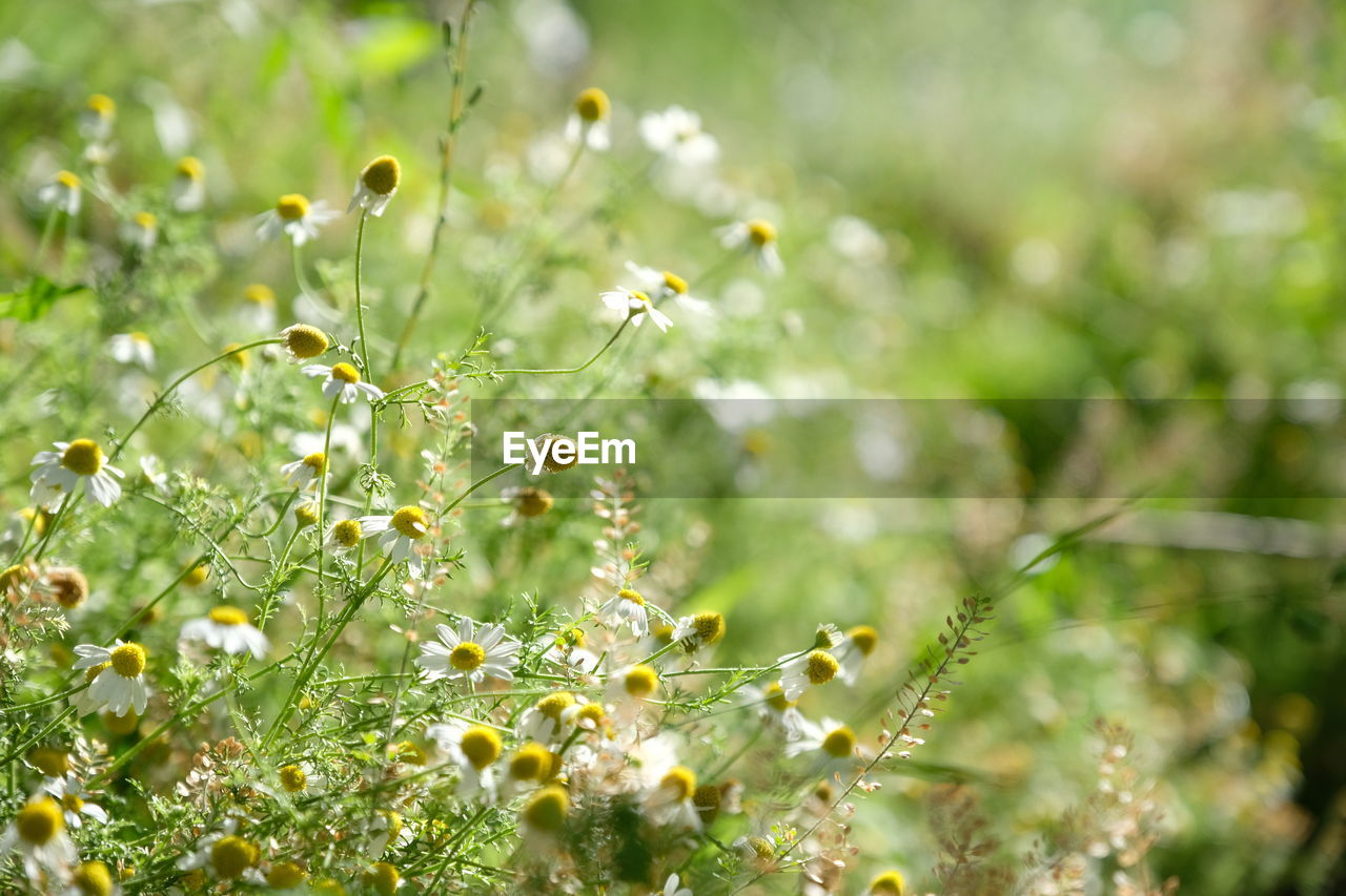 CLOSE-UP OF PLANTS ON FIELD